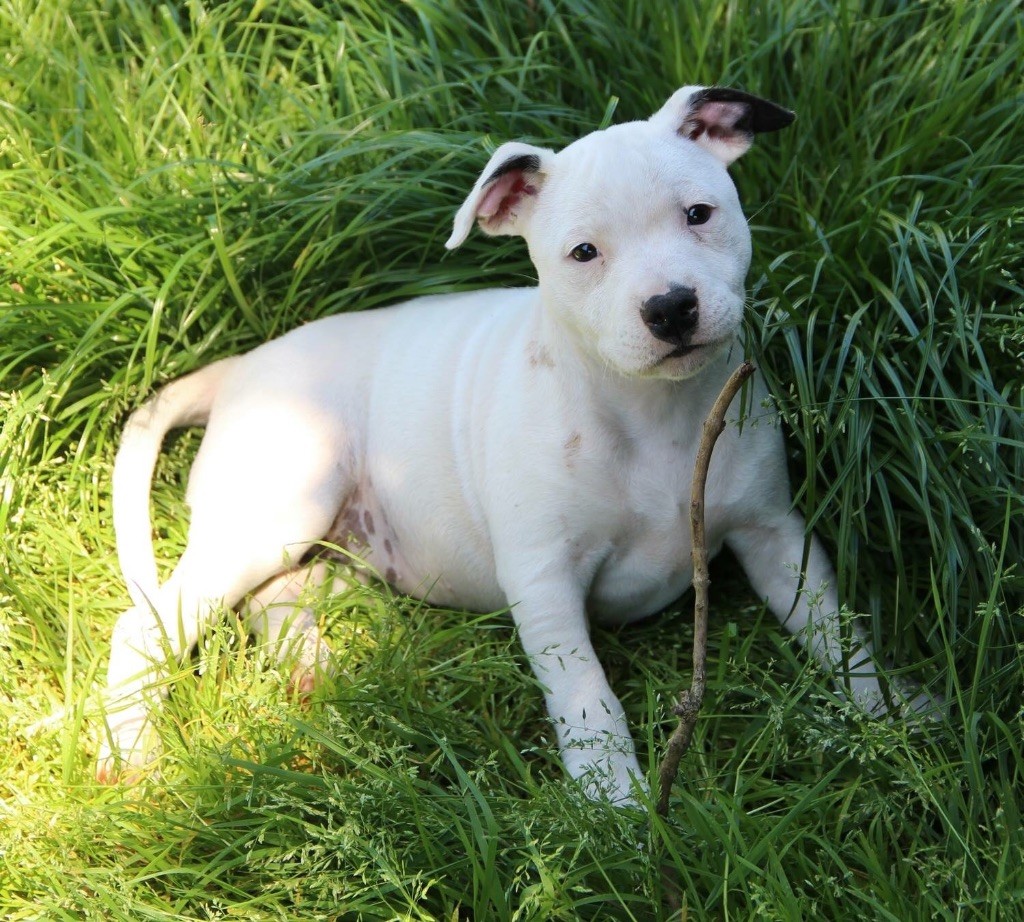 To Land Of Diamonds - Chiot disponible  - Staffordshire Bull Terrier