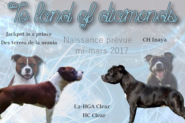 To Land Of Diamonds - Staffordshire Bull Terrier - Portée née le 13/03/2017
